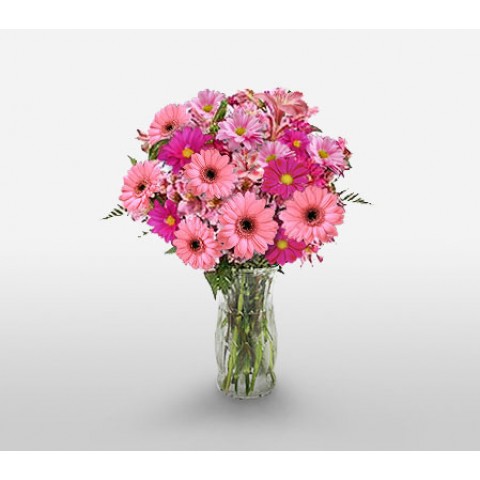 Lovely Pink Gerberas